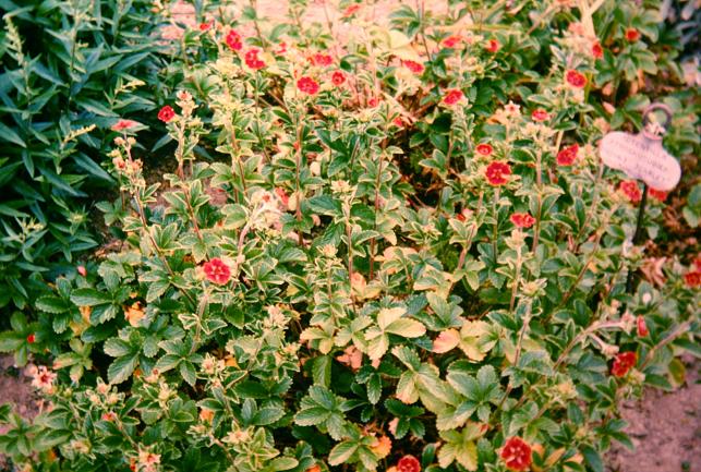 Potentilla 'Gibsons Scarlet' 