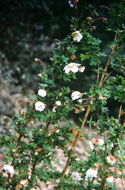 Potentilla megacalyx 