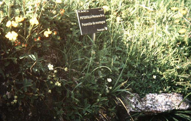 Potentilla montana 