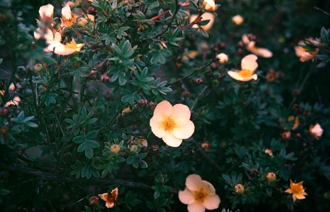 Potentilla 'Primrose Beauty' 