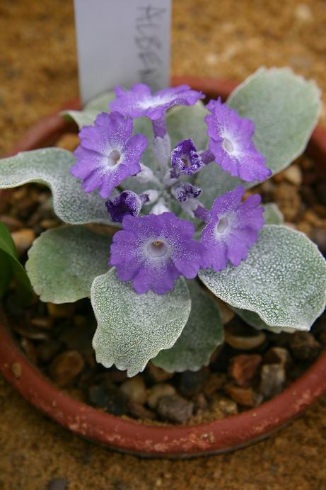 Primula albensis 