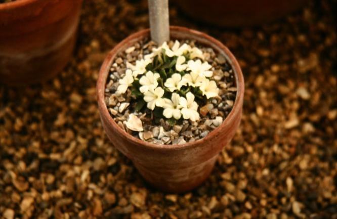 Primula allionii 