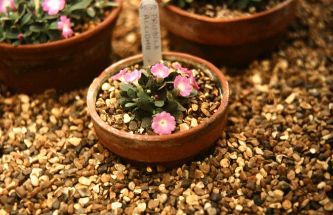 Primula allionii 