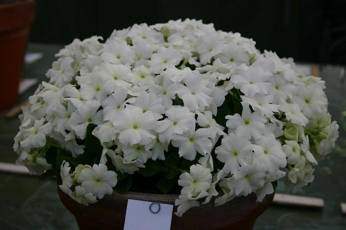 Primula allionii 'Aire Mist' 