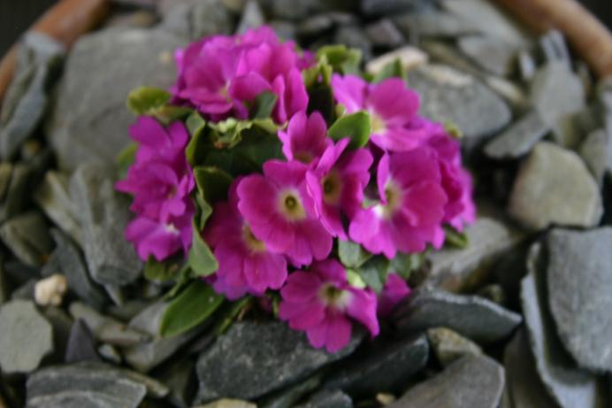 Primula allionii 'Alan Burrow' 