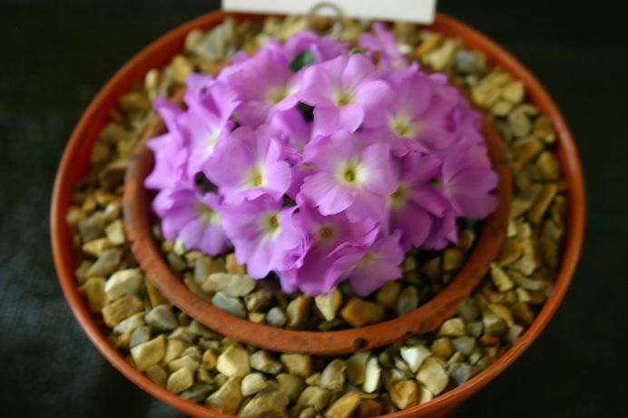 Primula allionii 'Andrew' 