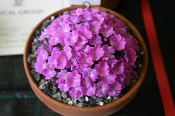 Primula allionii 'Cherry' 