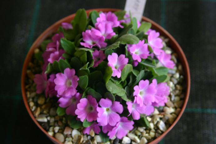 Primula allionii 'Cherry' 