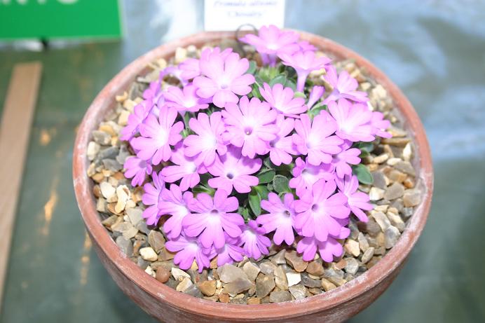 Primula allionii 'Chivalry' 