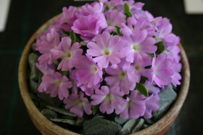 Primula allionii 'Cissie' 