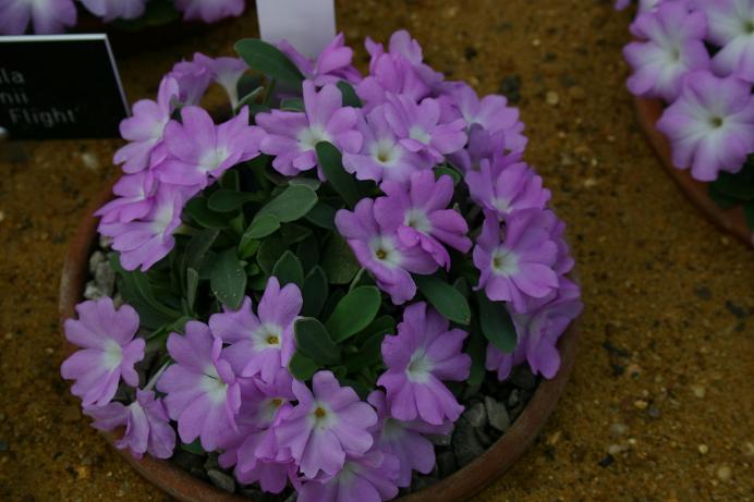 Primula allionii 'Cissie' 