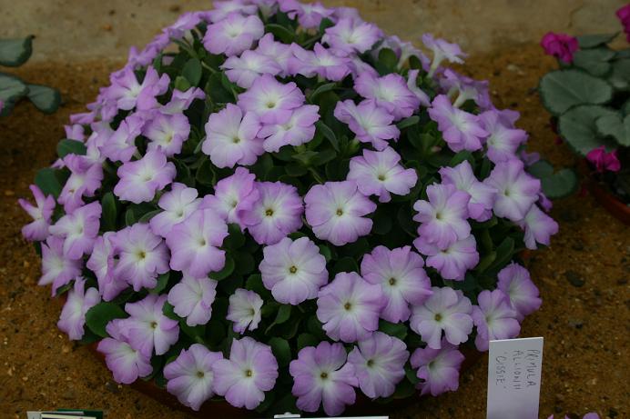 Primula allionii 'Claude Flight' 