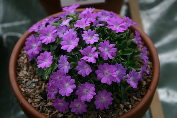 Primula allionii 'Crusader' 