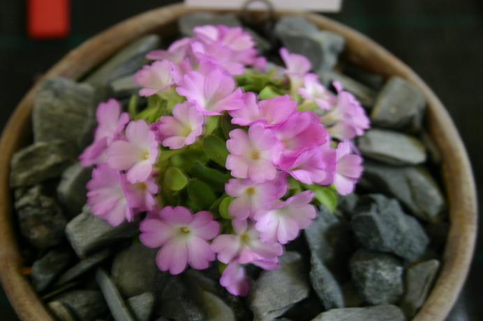 Primula allionii 'Daphne Mary' 