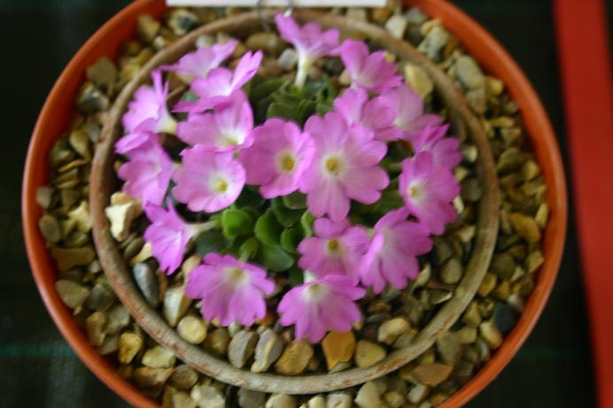 Primula allionii 'David Philbey' 