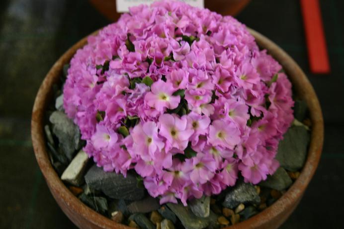 Primula allionii 'Elizabeth Burrow' 