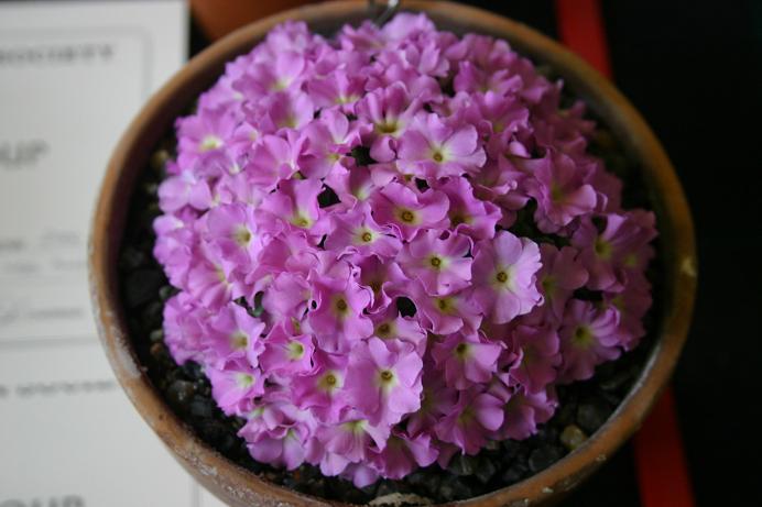 Primula allionii 'Elizabeth Burrow' 