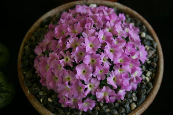 Primula allionii 'Elizabeth Burrow' 