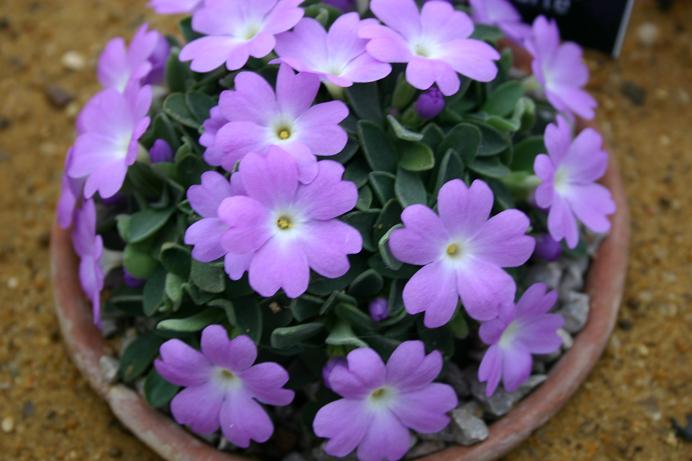 Primula allionii 'Elizabeth Earle' 