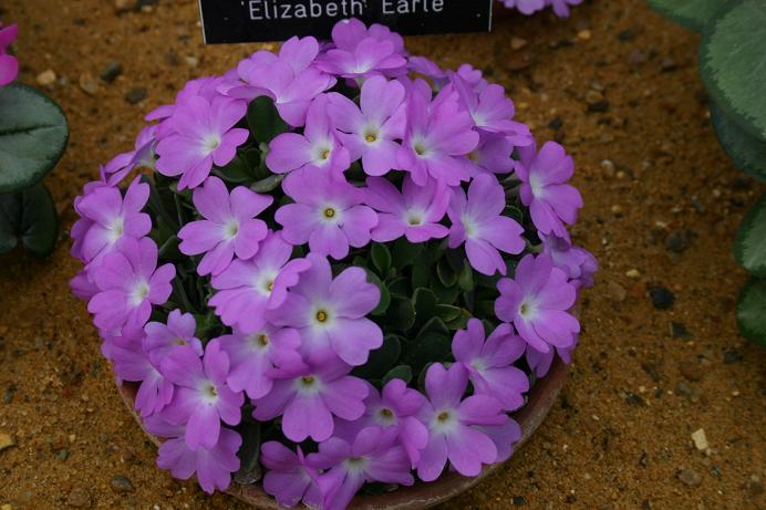 Primula allionii 'Elizabeth Earle' 