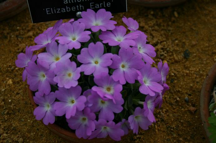 Primula allionii 'Elizabeth Earle' 