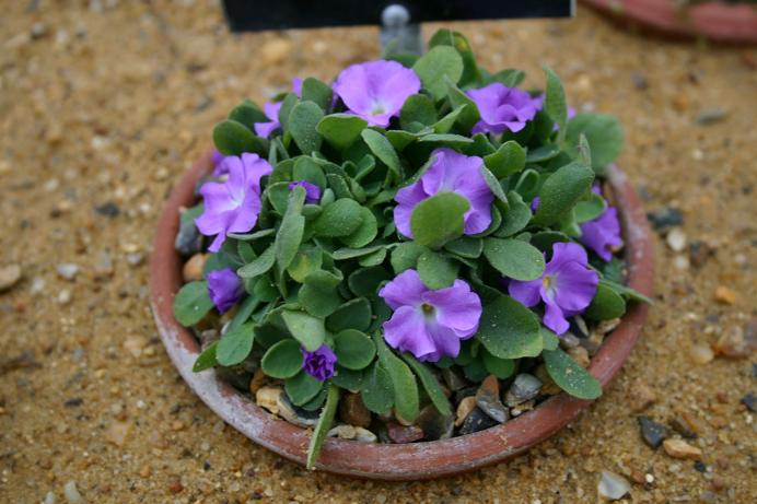 Primula allionii 'Gavin Brown' 