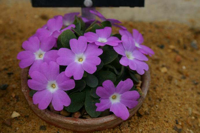 Primula allionii 'Jenny' 