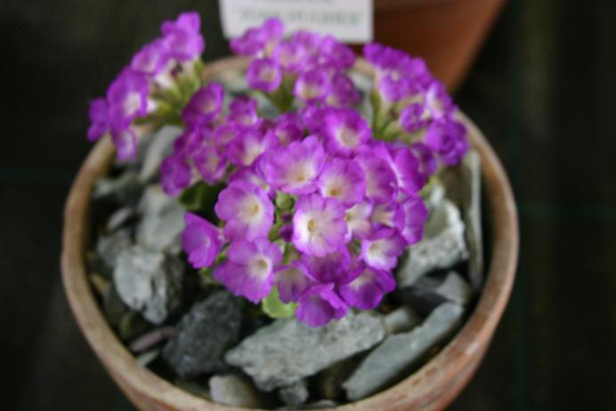 Primula allionii 'John Hughes' 