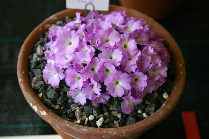 Primula allionii 'Julia' 