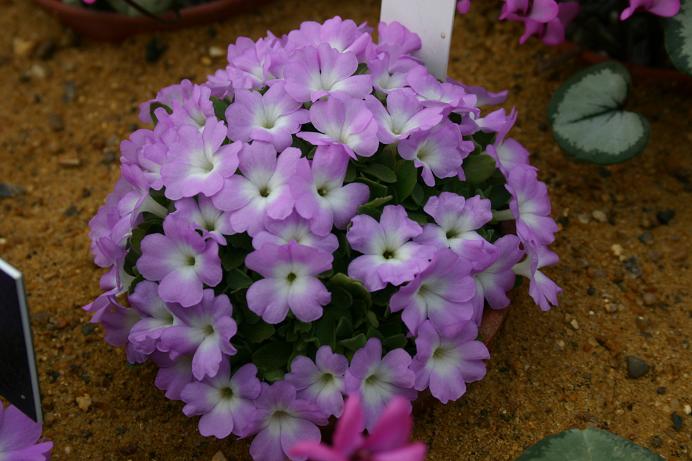 Primula allionii 'Little O' 