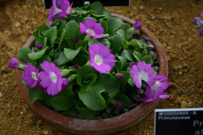 Primula allionii 'Liz' 