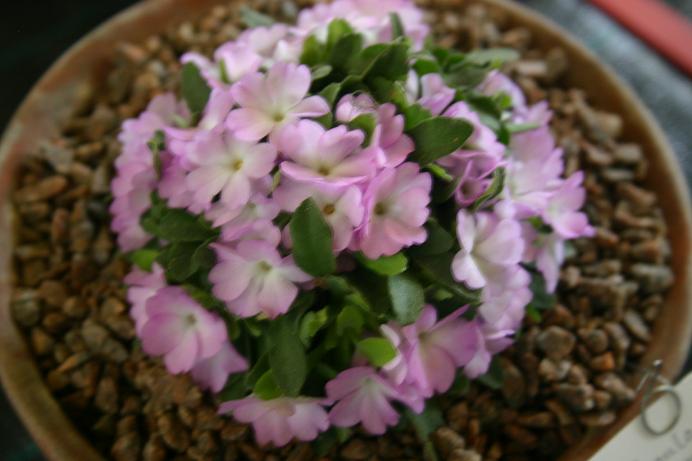 Primula allionii 'Malcolm' 