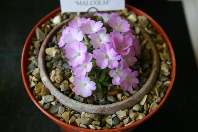 Primula allionii 'Malcolm' 