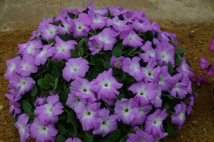 Primula allionii 'Marjorie Wooster' 