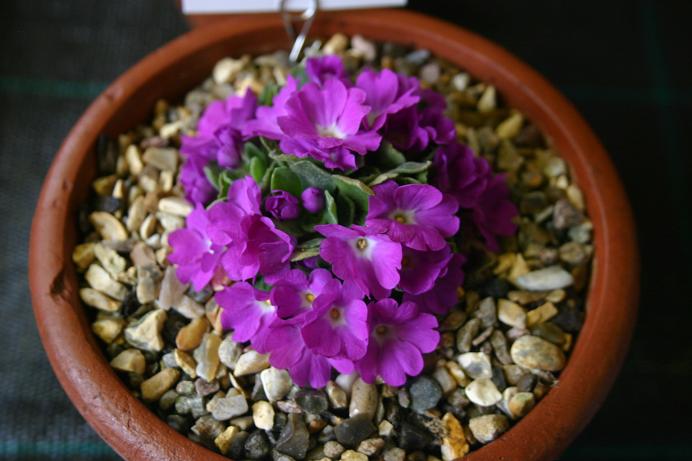 Primula allionii 'Mary Berry' 