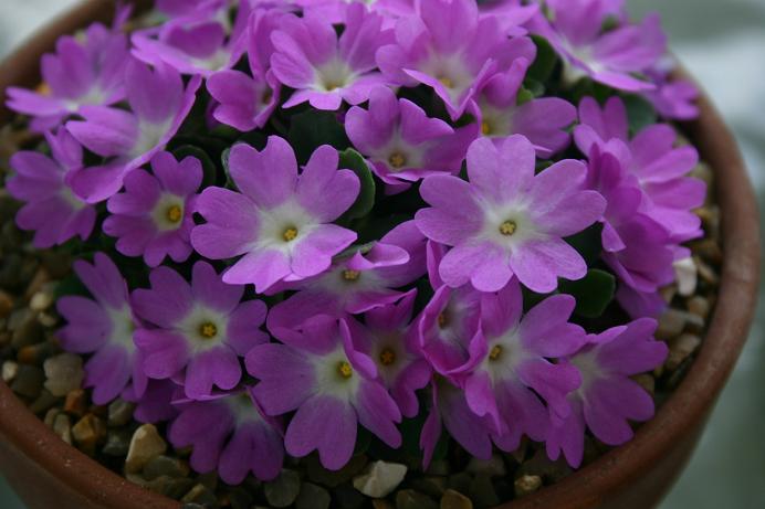 Primula allionii 'Mrs Dyas' 