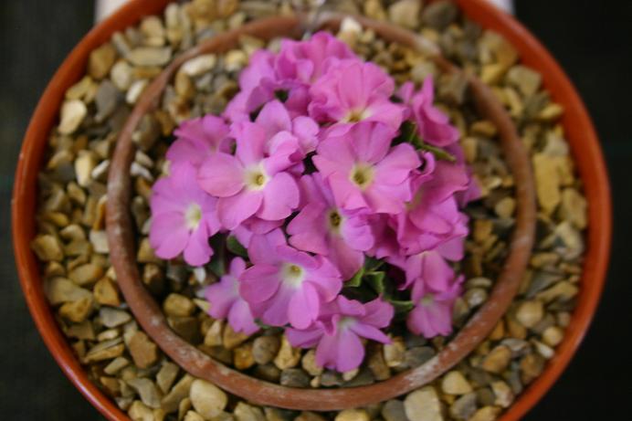 Primula allionii 'Peter Burrow' 