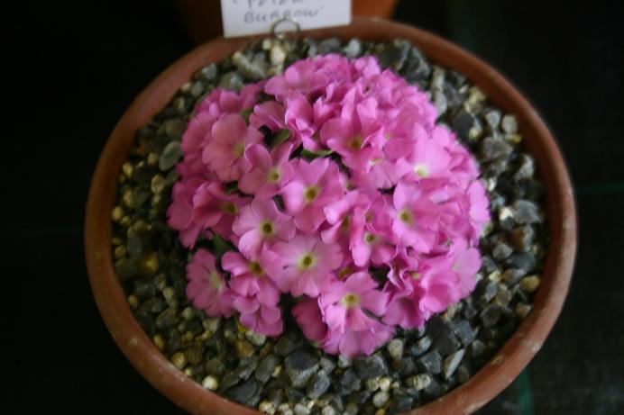 Primula allionii 'Peter Burrow' 