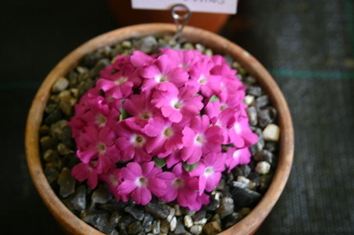 Primula allionii 'Robin Evans' 