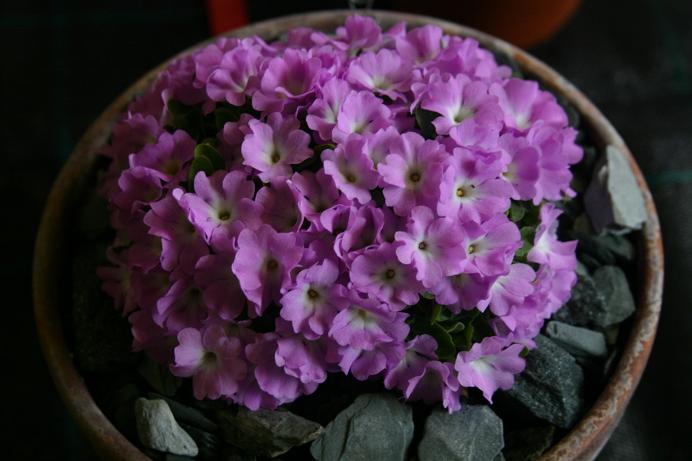 Primula allionii 'Rosemary' 