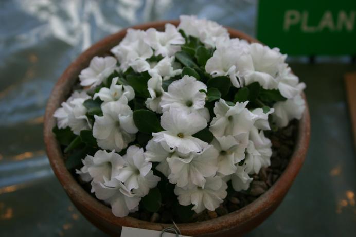 Primula allionii 'Snowflake' 