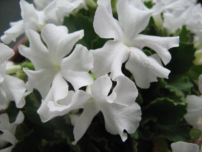 Primula allionii 'Snowflake' 