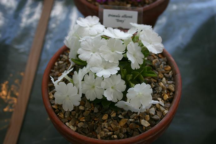 Primula allionii 'Tony' 