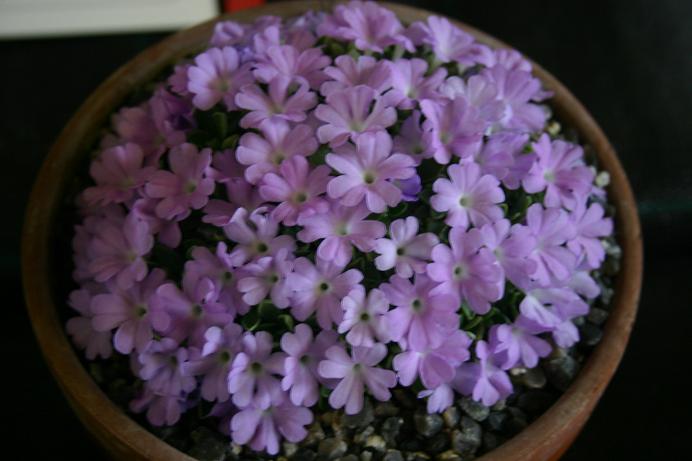 Primula allionii 'Tranquility' 