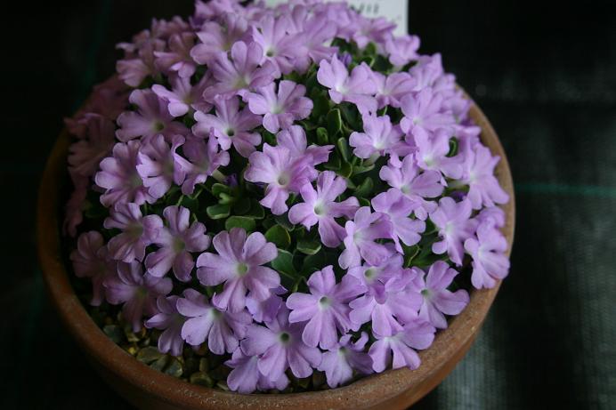 Primula allionii 'Tranquility' 