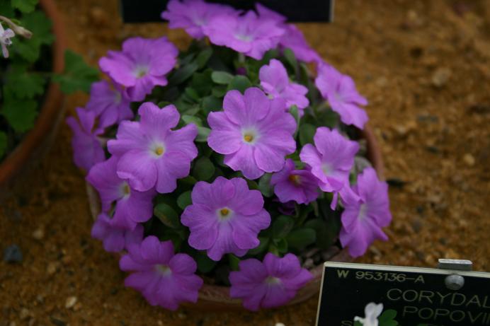 Primula allionii 'William Earle' 