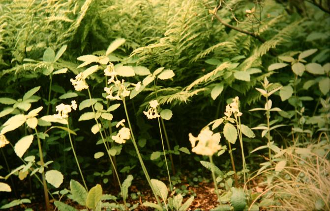 Primula alpicola 