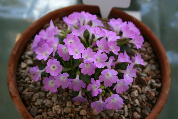 Primula apennina 