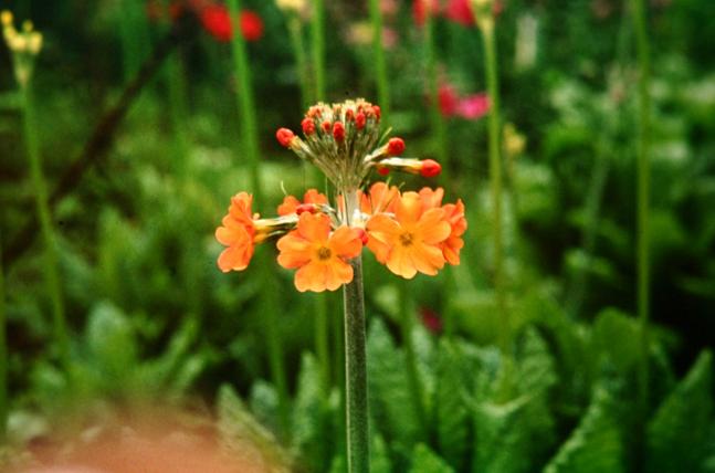 Primula aurantiaca 