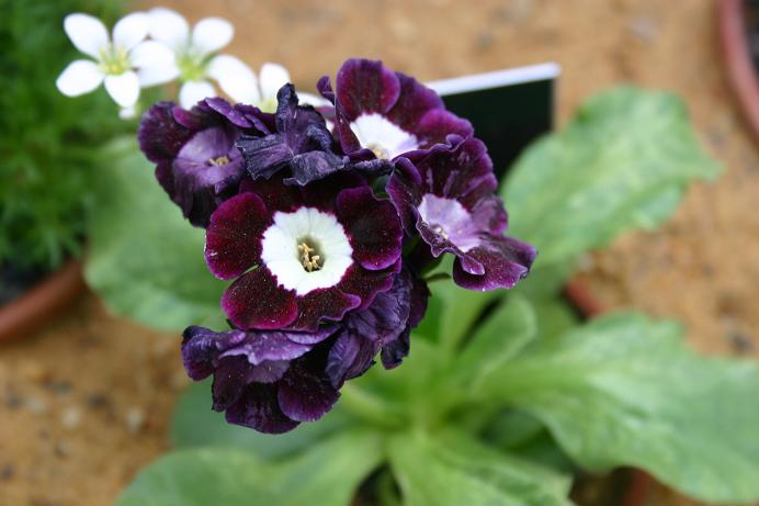 Primula auricula 'Argus' 